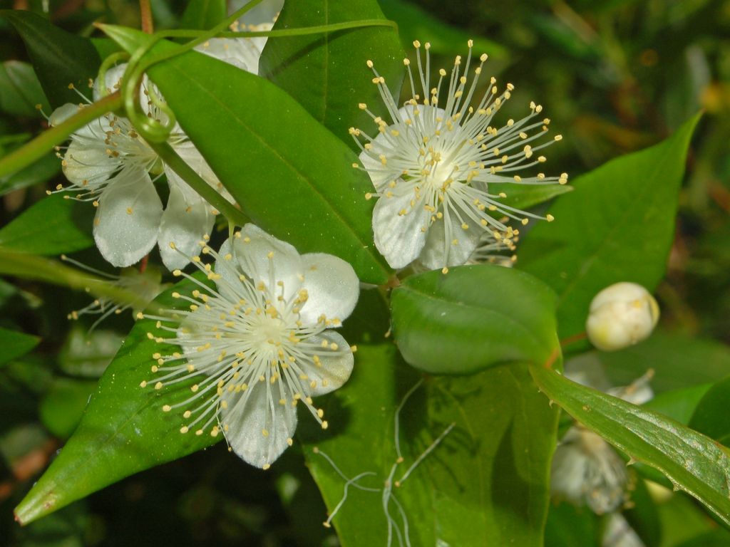 Myrtus communis / Mirto